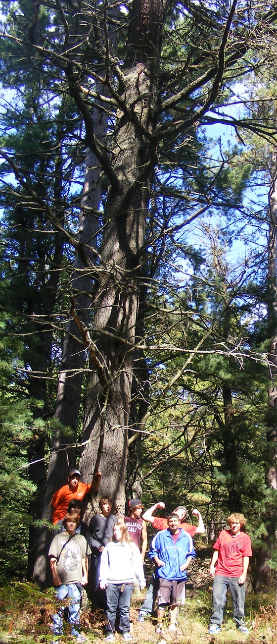 Superior Pines Vertical Picture