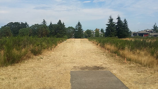 steilacoom-open-fairway.jpg