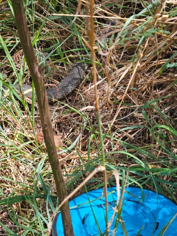 Ross Davies 294260's picture