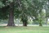Hole 1. 256 ft.There is a tree mid way on the right hand side. Behind the basket are some trees.