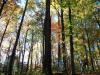 Ashe County Park Disc Golf Course