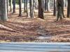 McCurry Park