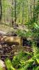 Black Bear Disc Golf at Shawnee State Park