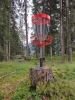 Alpine Disc Golf Bach