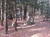 Flat Rock