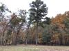 Whitaker Woods 