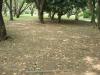 Showa Kinen Park