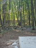 Rocky Top Preserve