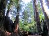 The Redwood Curtain at Humboldt State University