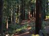 The Redwood Curtain at Humboldt State University