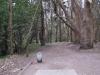 Golden Gate Park Disc Golf Course