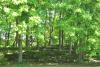 Joralemon Park Disc Golf Course - South