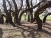 Cal Young Park