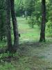 Williams Park - Timber Valley Disc Golf