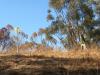 Chavez Ridge at Elysian