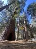 Thousand Pines Camp - Lower