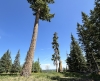 The Loam Giant @ Sunrise Ski Resort
