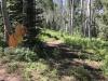 Snowmass Ski Resort Yellow Disc Golf Course