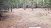 Farragut State Park - Little Black Bear
