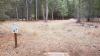 Farragut State Park - Little Black Bear