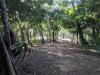 Roatan Disc Golf